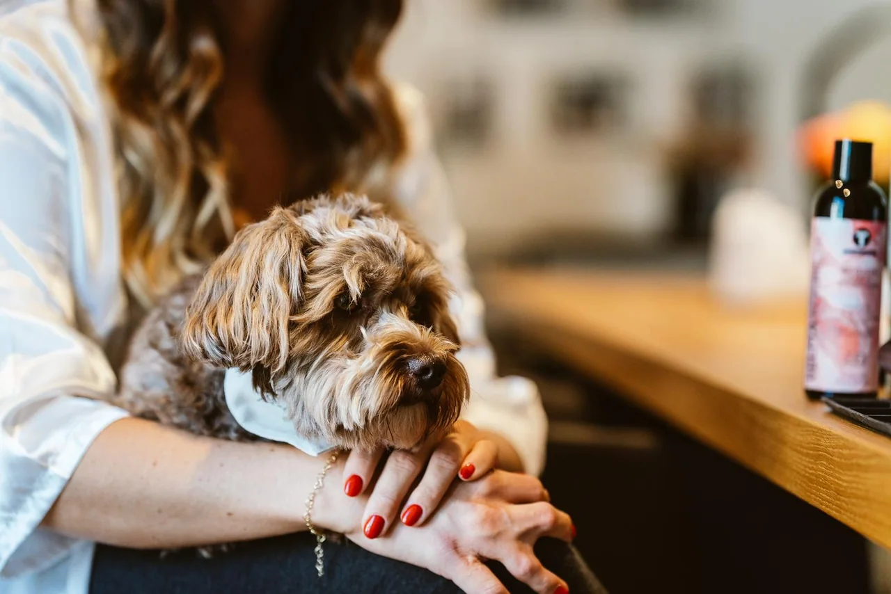 Hand streichelt beim Getting Ready den Hund